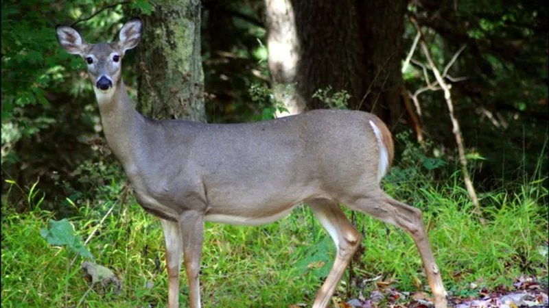 More than 17 deer-related crashes per day reported in 2025; how many were in central PA?