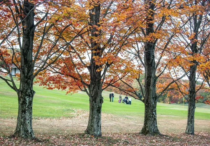Letter to the editor: Protect Schenley Park's trees