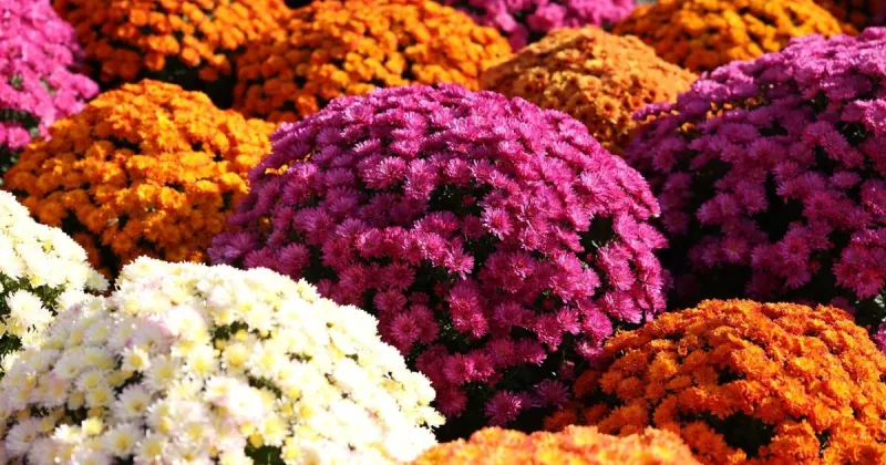 Top 5 weekend events: Fall, family festivals pack busy weekend