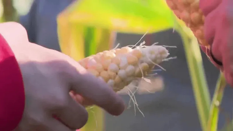 Cambria Heights middle schoolers harvest corn as part of months-long agriculture project