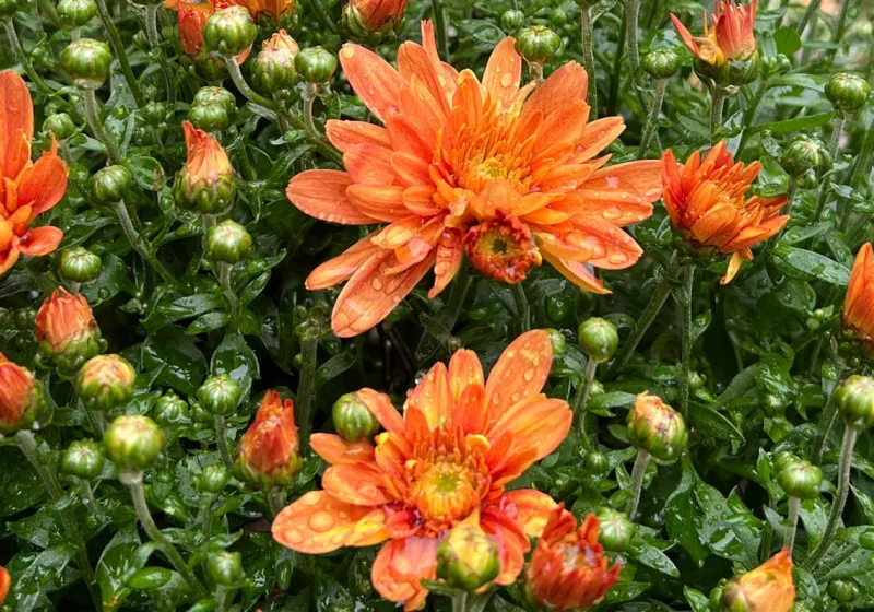 These plants add color to gardens and pots when summer flowers fade
