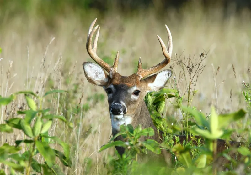 City expands its deer management program, which begins on Saturday