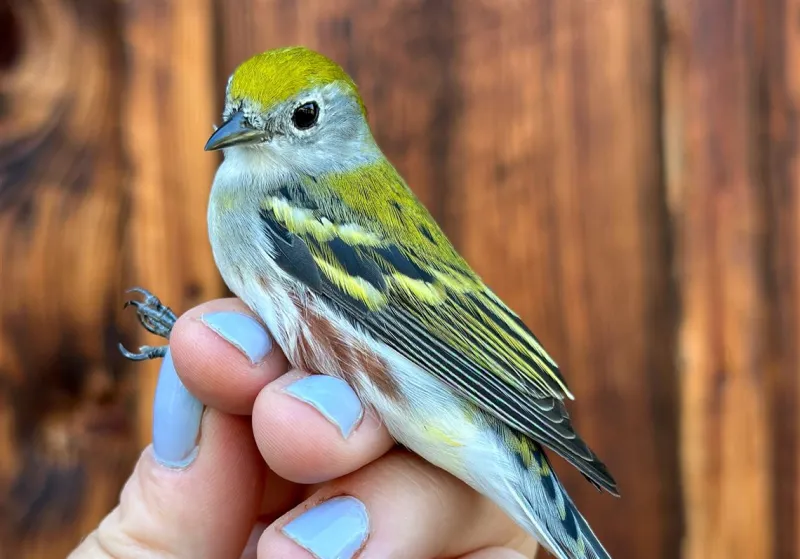 A tiny frequent flyer logs 30,000 miles flying back and forth from Costa Rica to Western Pa.
