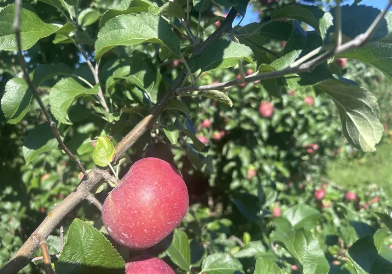 This storied apple is Pennsylvania's most grown, but you've probably never seen it in the produce section