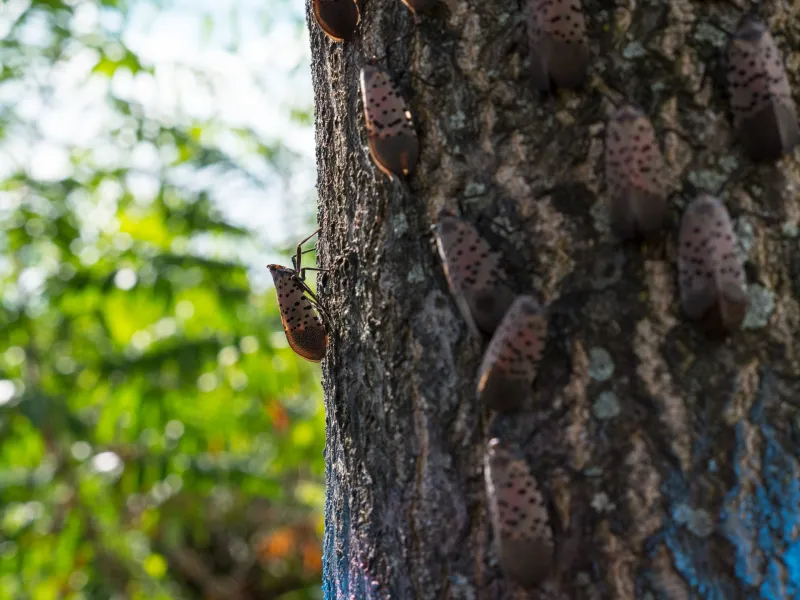 Where did all of Pittsburgh's spotted lanternflies go?