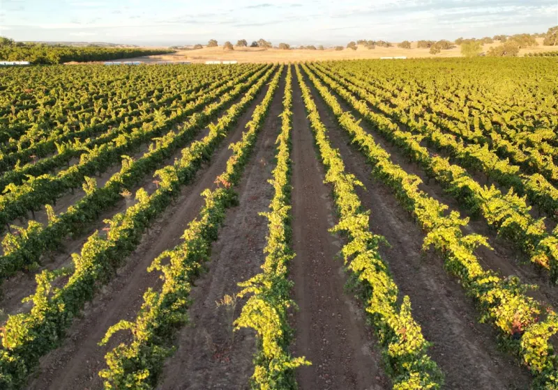 California farmers are struggling to sell grapes as demand for wine drops