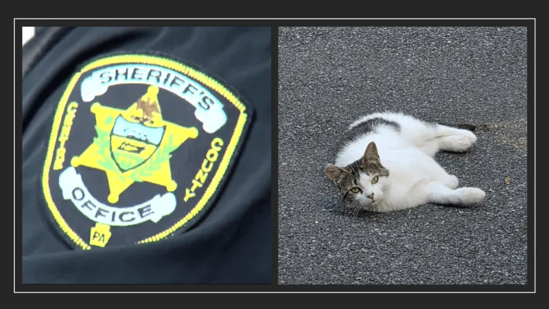 Sheriff, police investigating shooting of rescue cat in Pleasant Gap neighborhood
