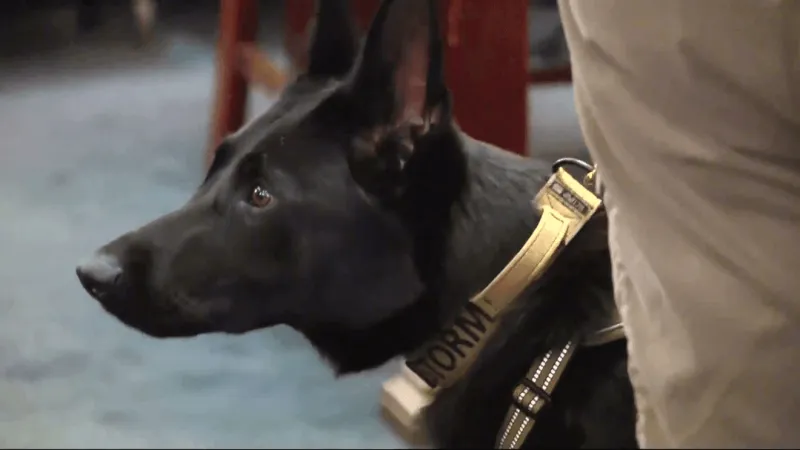 Meet K9 Storm! Cambria welcomes new drug-detection K9 team at county prison