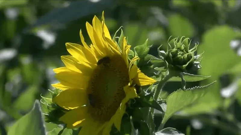 Annual Sunflower Festival happening this weekend at Carlisle-area farm
