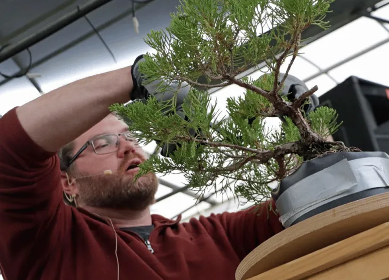 The Patient Art of Bonsai