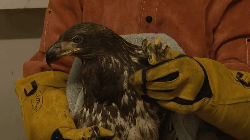 Advocates urge PA hunters to switch ammunition as eagles suffer from lead poisoning