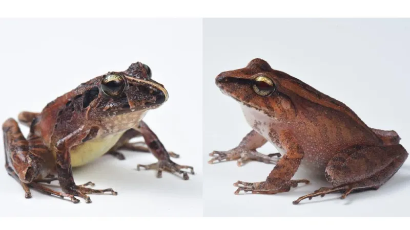 Frog's coat of bacterial armor helps protect it from fungal disease