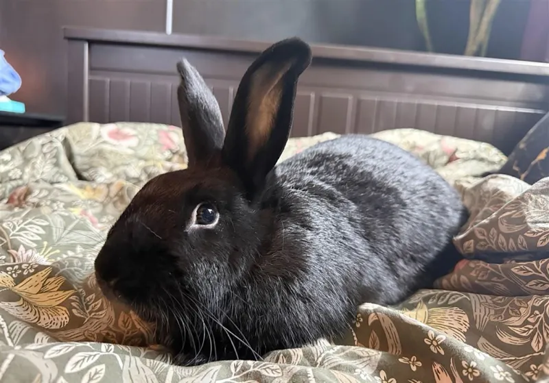 High-jumping, high-energy dogs and a routine-loving rabbit are looking for homes