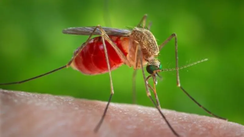 Cumberland County spraying for mosquitoes after 4 new West Nile samples test positive