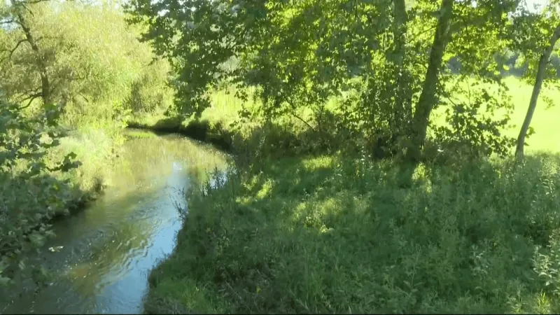 Residents concerned after dead fish found in Bedford County creek; DEP investigating