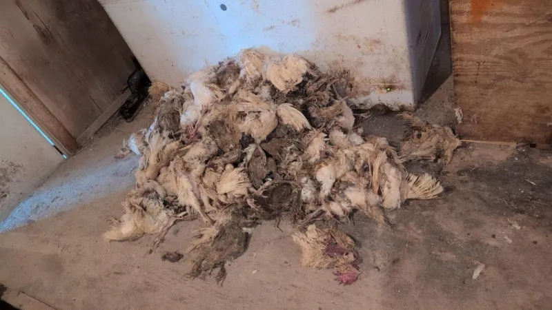 Former worker calls out Marietta farm now under investigation: 'Pile of decomposed birds'