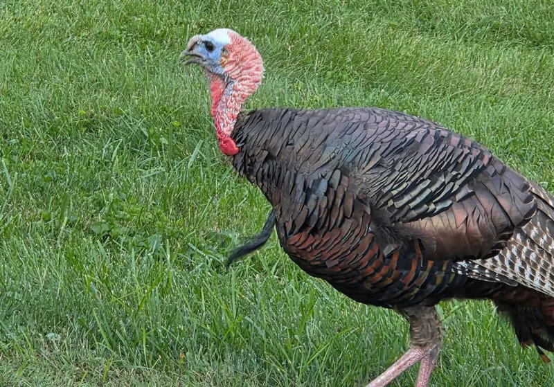 Tom the turkey learned the hard way not to play near traffic