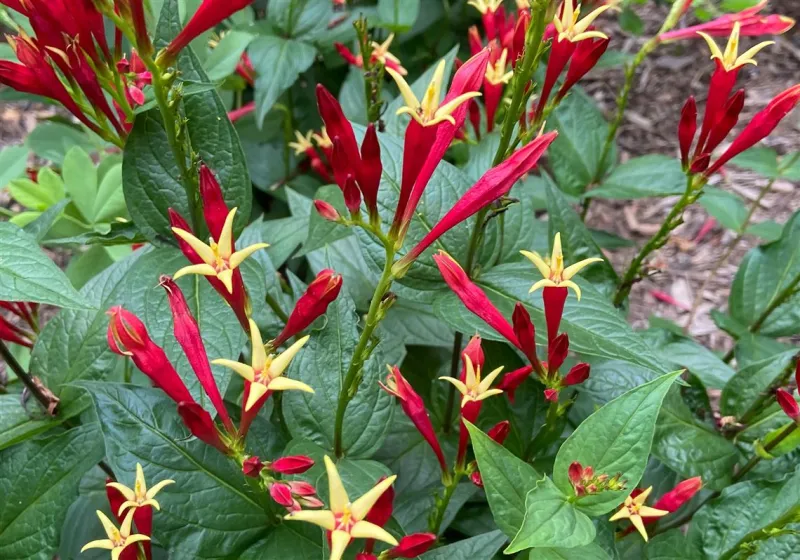 Penn State Master Gardeners offer their hits and misses for the 2026 season