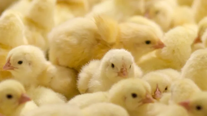 Age, not feed additives, affects antimicrobial resistance genes in chickens