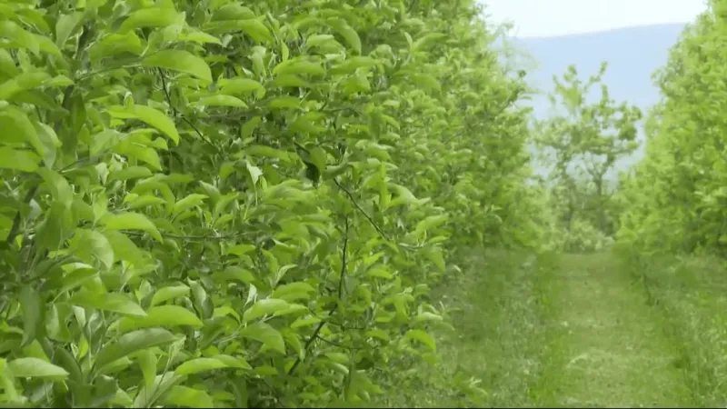 Pennsylvania offers disaster aid for fruit growers impacted by springtime crop freeze