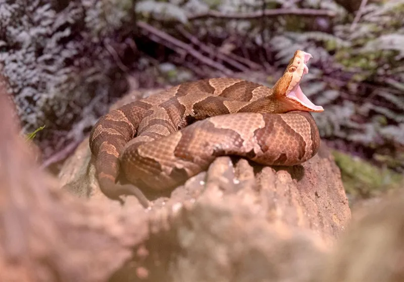 Snakes in Pa., including its 3 venomous species, really just want to be left alone
