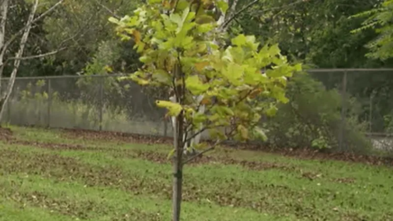 Liberty Tree planted in Tyrone Borough to symbolize freedom, commemorate America 250