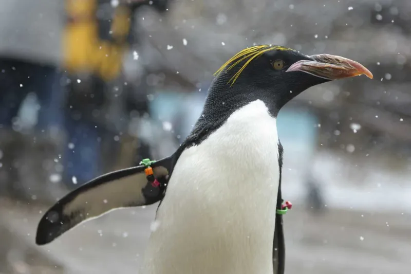 Column | Can the Penguins repeat their unexpected success from last year?