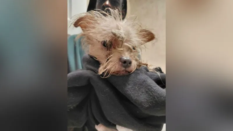 Dog found stuck in Harrisburg storm drain 'crying for help' during weekend storms