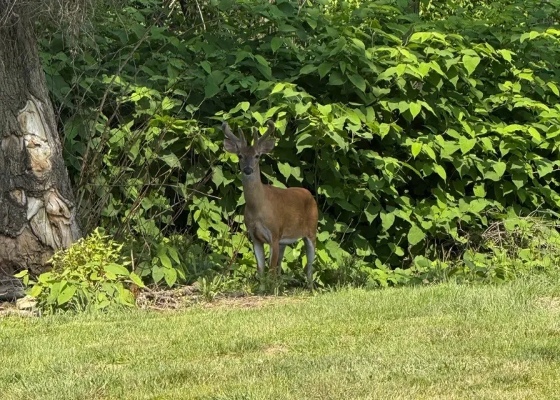 Pittsburgh expands deer management program to include more parks