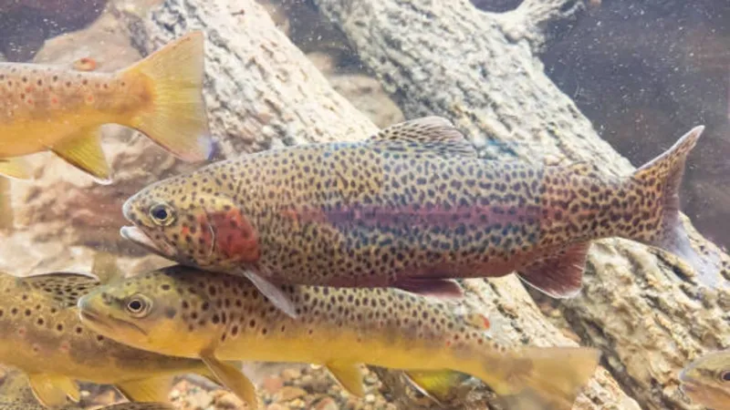 Trout restocking expected to start in October across Pennsylvania lakes, streams