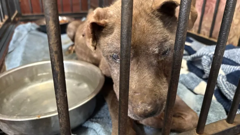 Texas dog facility at center of controversy surrenders 52 dogs to Brandywine Valley SPCA