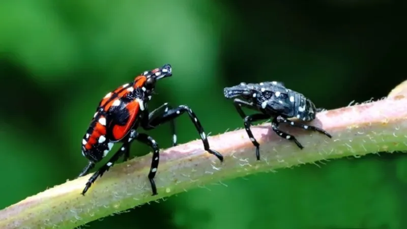 Man sued for allegedly selling fake spotted lanternfly permits to Pennsylvania businesses