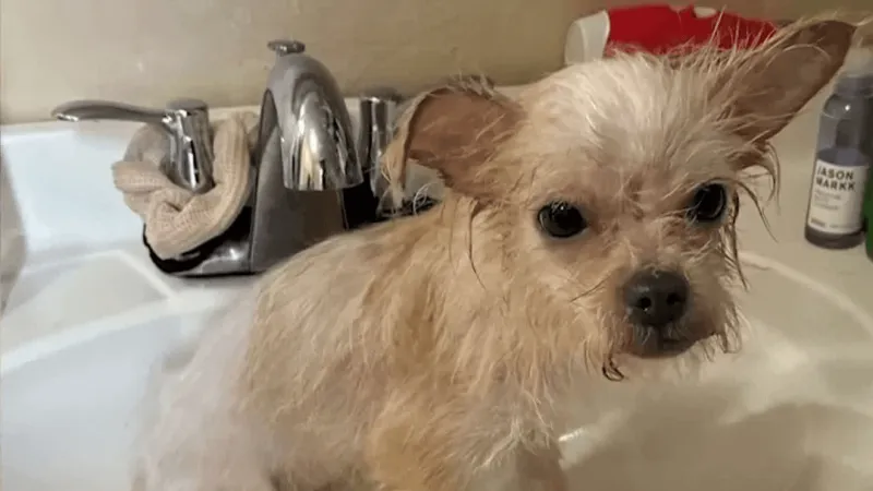 'She would have drowned': Dog found abandoned in Dauphin County storm drain