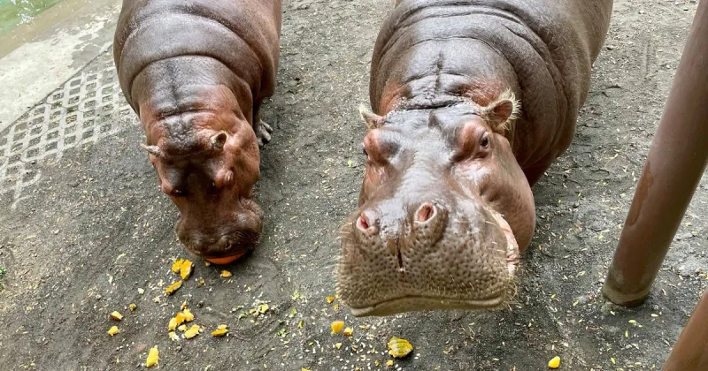 Boo at the Zoo will bring pumpkin-eating hippos, giant skeletons and 10-story views of the Zoo's fall foliage