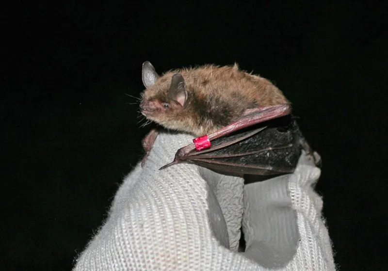 Public gets to see big brown bats up close, but little browns are the ones making a big comeback