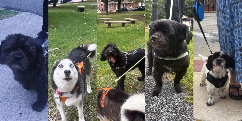 Stroll around the neighborhood: The dogs of Bethlehem