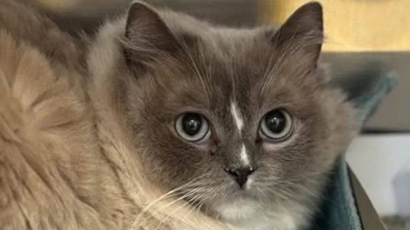 Woman faces animal cruelty, neglect charges after crews seize 78 ragdoll cats from home