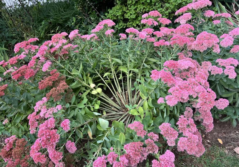 How, when and why to divide garden perennials for better blooming
