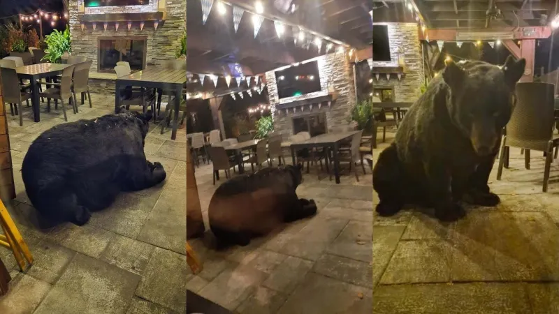 Huge bear drops by Pocono Pines restaurant before winter