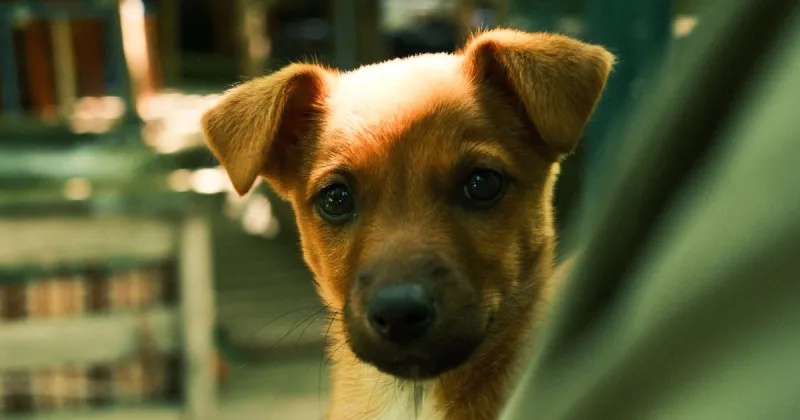 Free pet microchipping offered every Thursday in October at South Jersey animal shelter