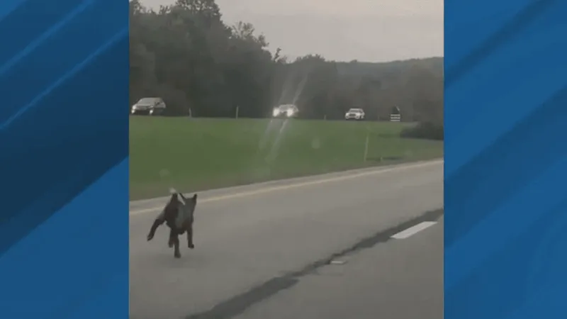 Goat on the Go: 'Chunky' safely corralled after Route 219 dash in Cambria County