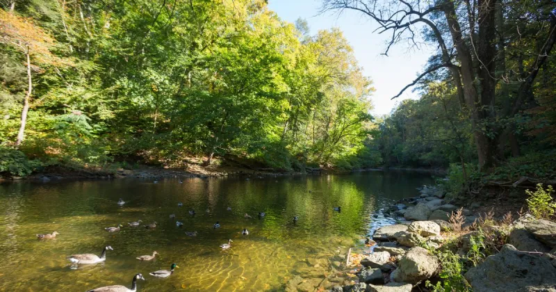Fish in the Wissahickon Creek basin have unsafe levels of forever chemicals, officials warn