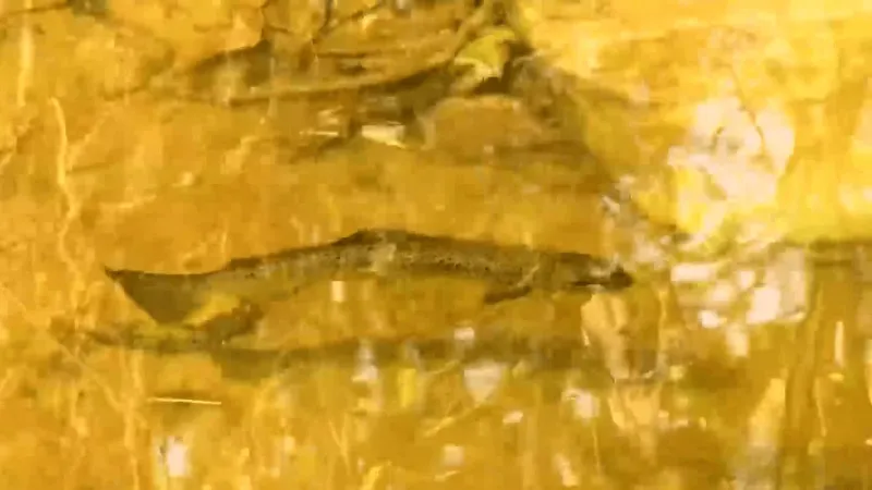 Elk Co. stream undergoes restoration, creates better trout habitat