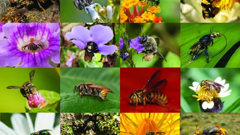 Colombian bees detailed in one of the first annotated checklists of its kind