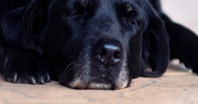 Studying dementia in dogs may provide clues for Alzheimer's treatment
