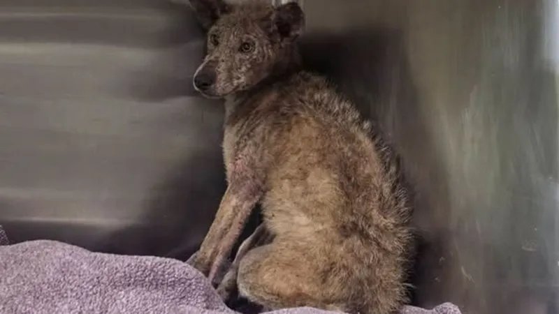 PHOTOS | PA woman trying to trap sick cat captures 'unexpected' hungry coyote