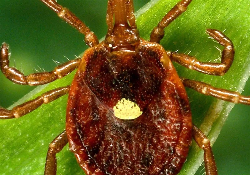 Western Pa. woman reportedly diagnosed with alpha-gal syndrome, a tick-borne illness