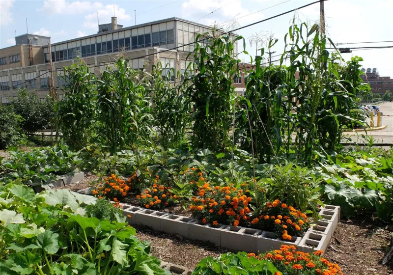Want to harvest more? Try companion planting and pest barriers in your garden