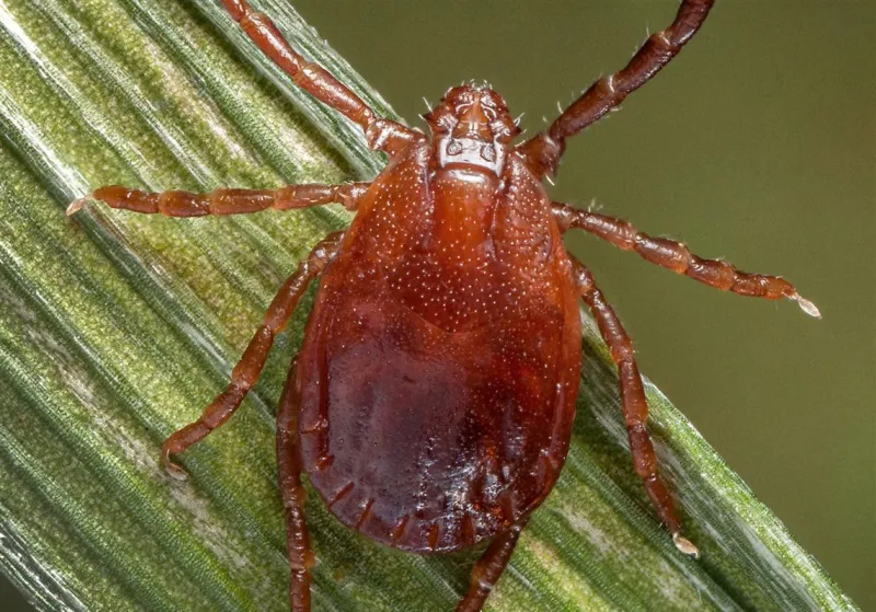 As longhorned tick populations soar in Allegheny County, 'larval bombs' surprise residents