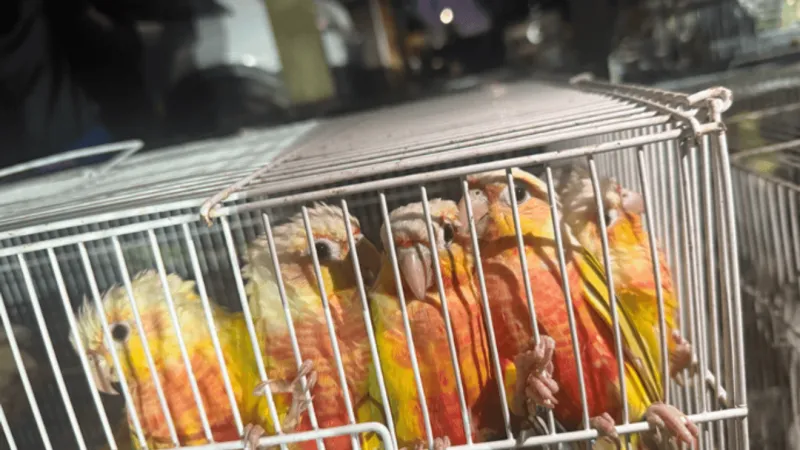 Over 600 exotic birds seized from Harrisburg home and released to dog rescue